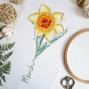 March - Narcissus